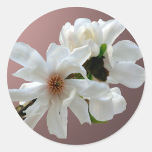 Rond Sticker à enveloppe Magnolia Stellata