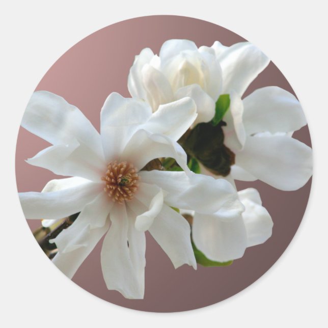 Rond Sticker à enveloppe Magnolia Stellata (Devant)