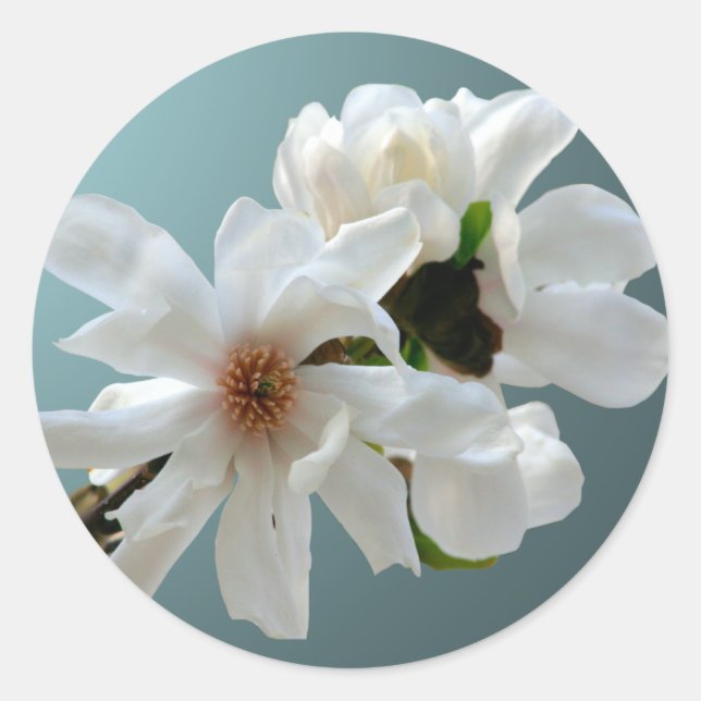 Rond Sticker à enveloppe Magnolia Stellata (Devant)