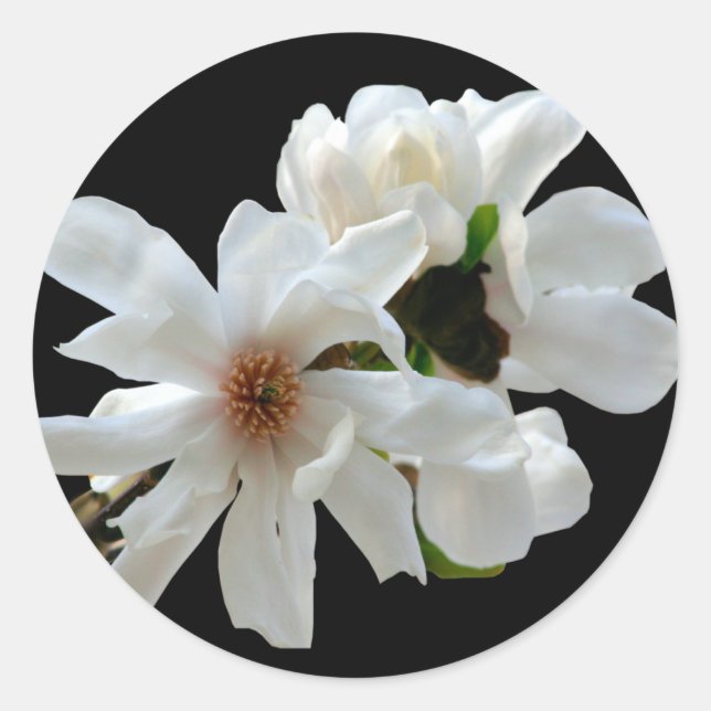 Rond Sticker à enveloppe Magnolia Stellata (Devant)