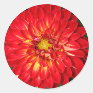 Rond Sticker À Enveloppe Mariage Et Événement Dahlia