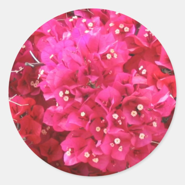 Rond Sticker à fleurs Bougainvillea (Devant)