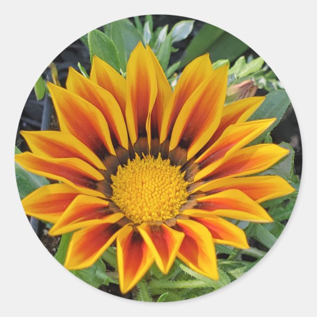 Rond Sticker à fleurs de Gazania (Devant)