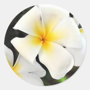 Rond Sticker à fleurs de Plumeria tropicale