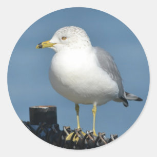 Rond Sticker à goélands de mer