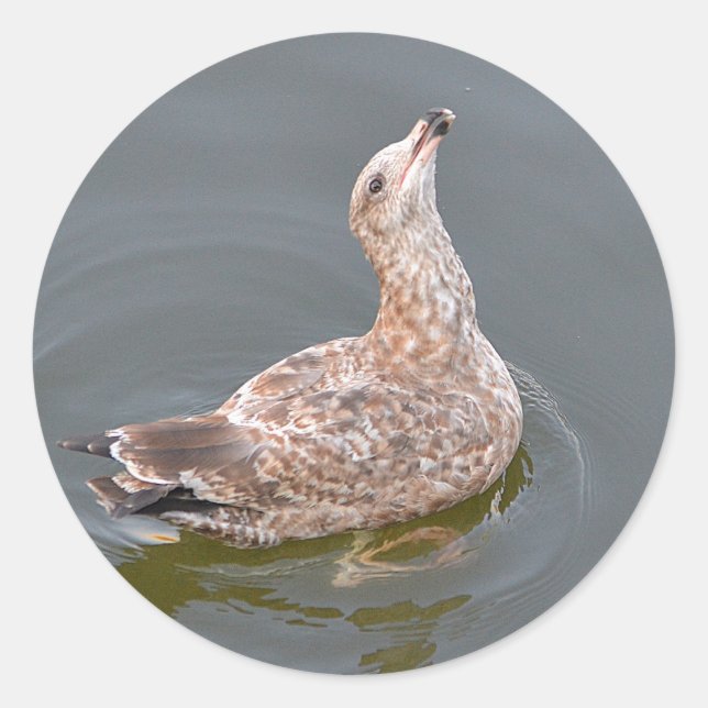 Rond Sticker à goélands de mer affamés (Devant)