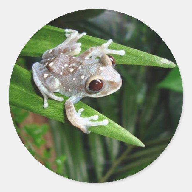 Rond Sticker à la grenouille (Devant)