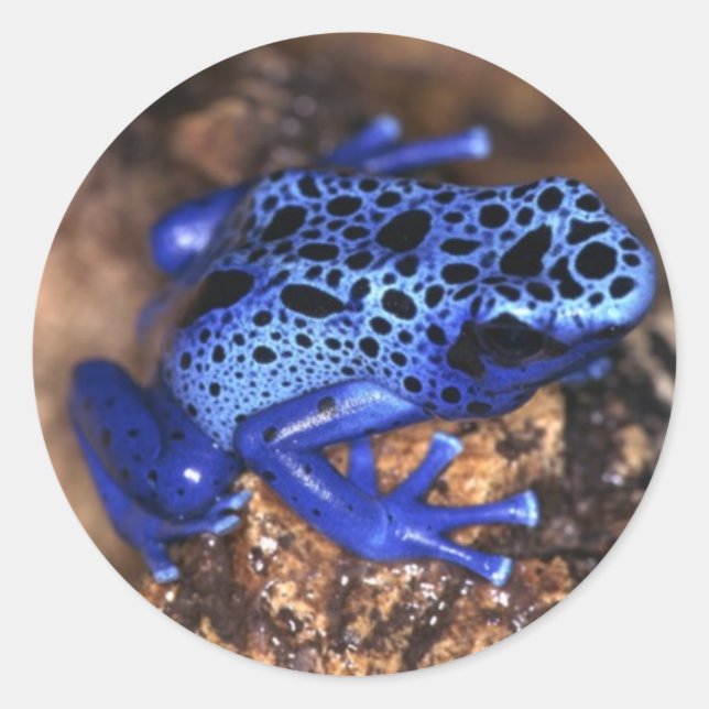 Rond Sticker à la grenouille (Devant)