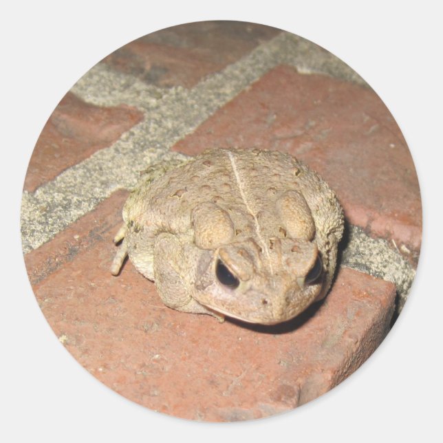 Rond Sticker à la grenouille (Devant)
