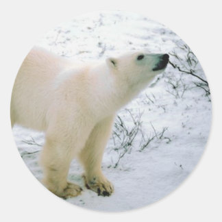 Rond Sticker à ours polaire