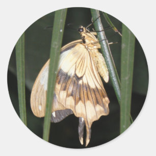 Rond Sticker à papillon