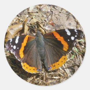 Rond Sticker à papillon de l'amiral rouge