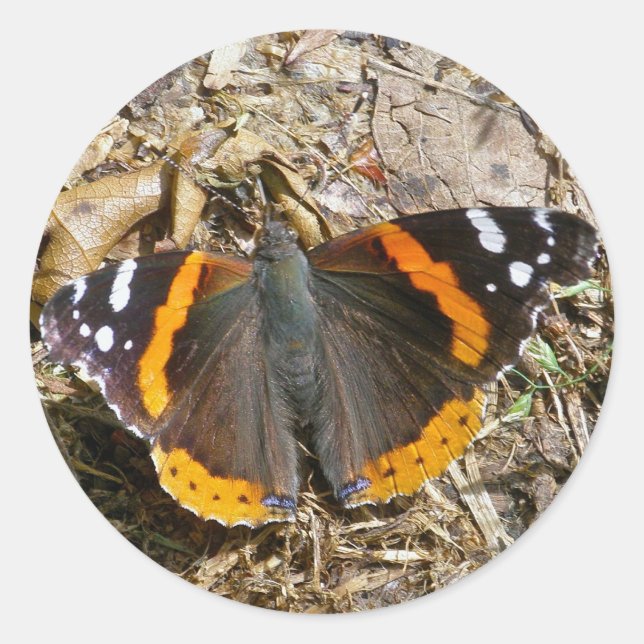 Rond Sticker à papillon de l'amiral rouge (Devant)