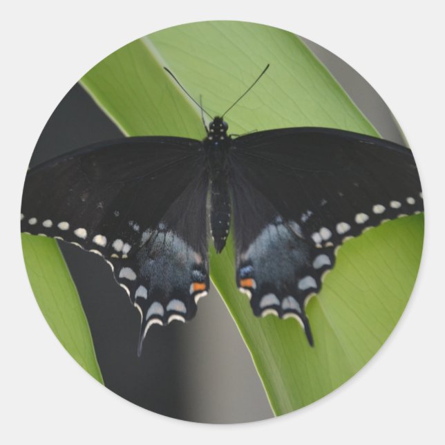Rond Sticker à papillon Swallowtail (Devant)