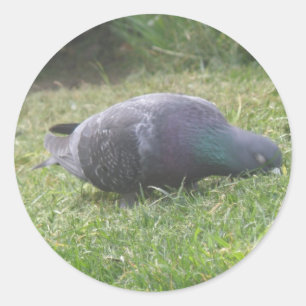 Rond Sticker à pigeon couchant