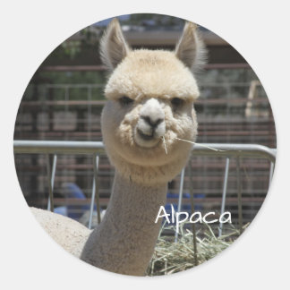 Rond Sticker Alpaca drôle