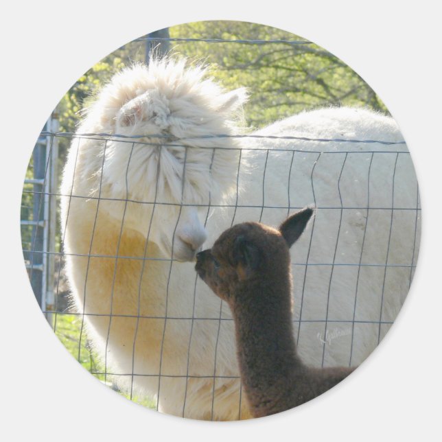 Rond Sticker Alpaca Kisses (Devant)