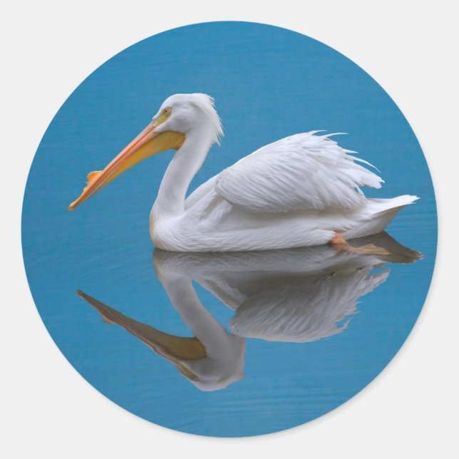 Rond Sticker américain blanc Pélican sur eau (Devant)