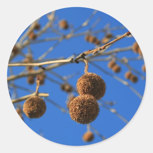 Rond Sticker Arbre Pods (Devant)