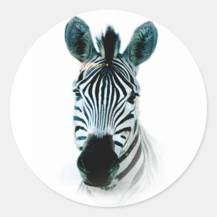 Rond Sticker avec portrait en tête zèbre en afrique