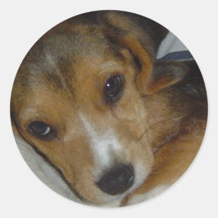 Rond Sticker beagle 2