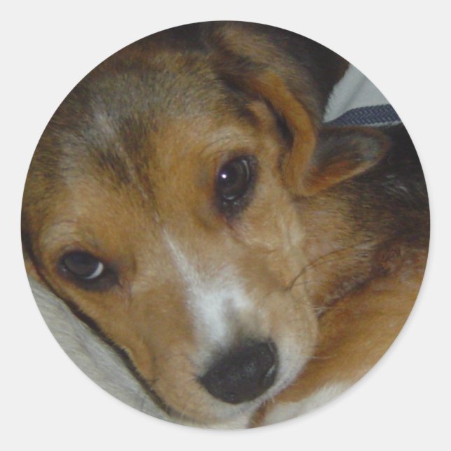 Rond Sticker beagle 2 (Devant)