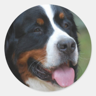 Rond Sticker bernois doux