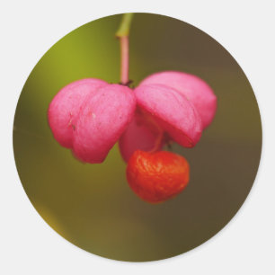 Rond Sticker Berry Arbre à broches