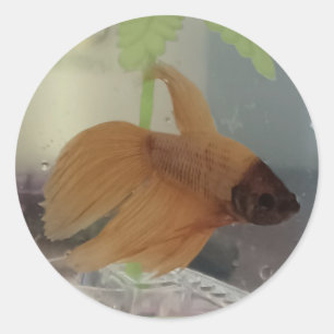Rond Sticker Betta