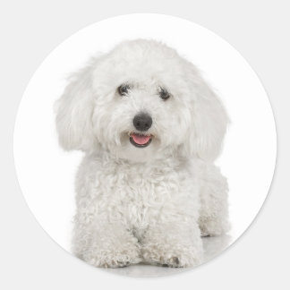 Rond Sticker Bichon Frise
