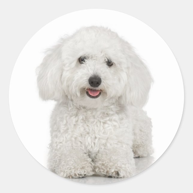 Rond Sticker Bichon Frise (Devant)