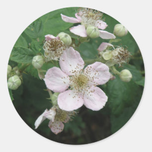 Rond Sticker Blackberry Flowers