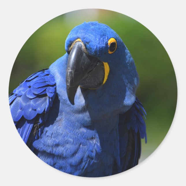 Rond Sticker bleu Hyacinth Macaw Classic Round (Devant)