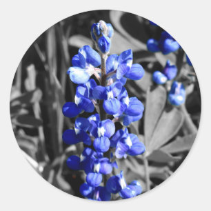 Rond Sticker Bluebonnet