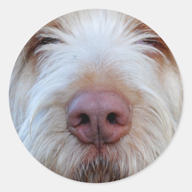 Rond Sticker Booper de Luigi (Devant)