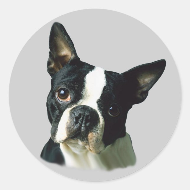 Rond Sticker Boston Terrier (Devant)