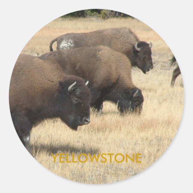 Rond Sticker Buffalo Yellowstone (Devant)