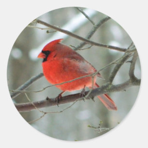 Rond Sticker Cardinal Rouge (Homme)