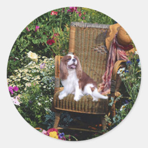 Rond Sticker Cavalier King Charles Spaniel