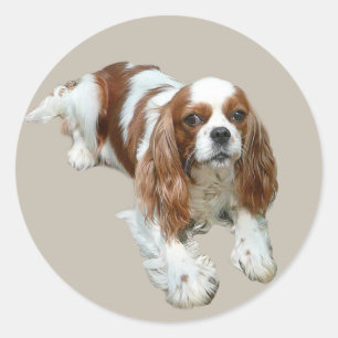 Rond Sticker Cavalier King Charles Spaniel