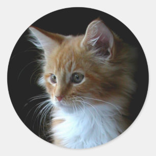Rond sticker chaton Maine Coon