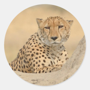 Rond Sticker Cheetah Gaze
