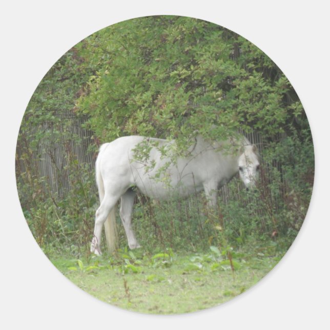 Rond Sticker Cheval Blanc Shy (Devant)
