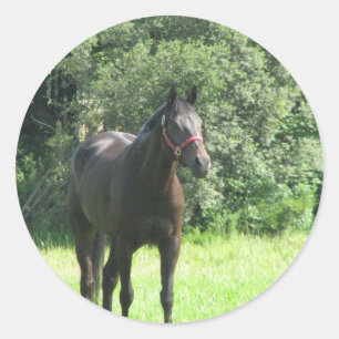 Rond Sticker Cheval de Dark Bay