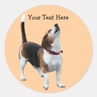 Rond Sticker chien beagle Howt mignon