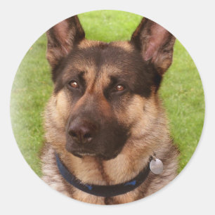 Rond Sticker chien berger