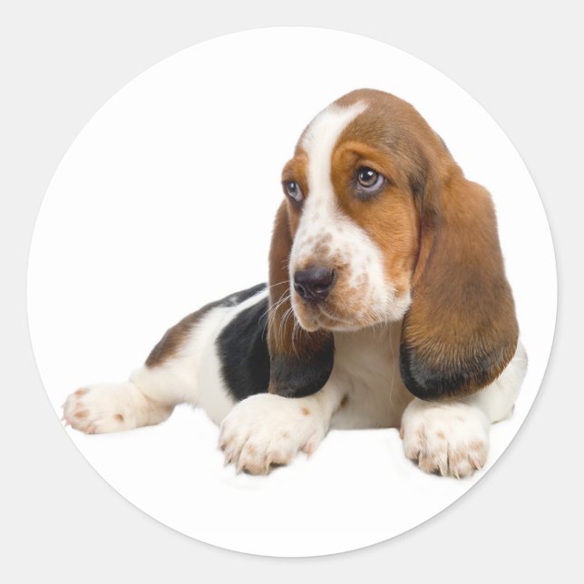 Rond Sticker Chien Chien Chien Chien Chanté Basset Hell (Devant)