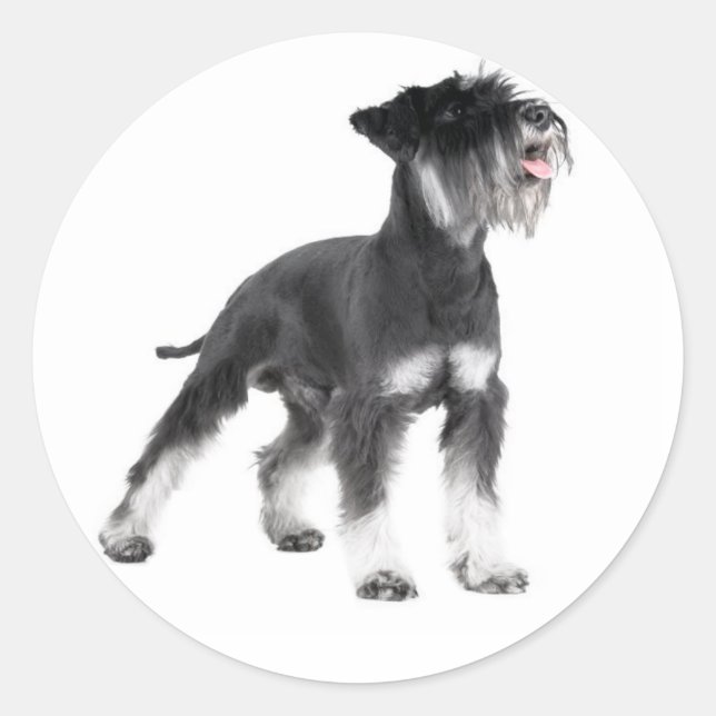 Rond Sticker Chien Chien Chien Chien Miniature Schnauze (Devant)