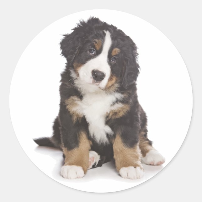 Rond Sticker Chien Chien Montagne Bernese / Sceau (Devant)