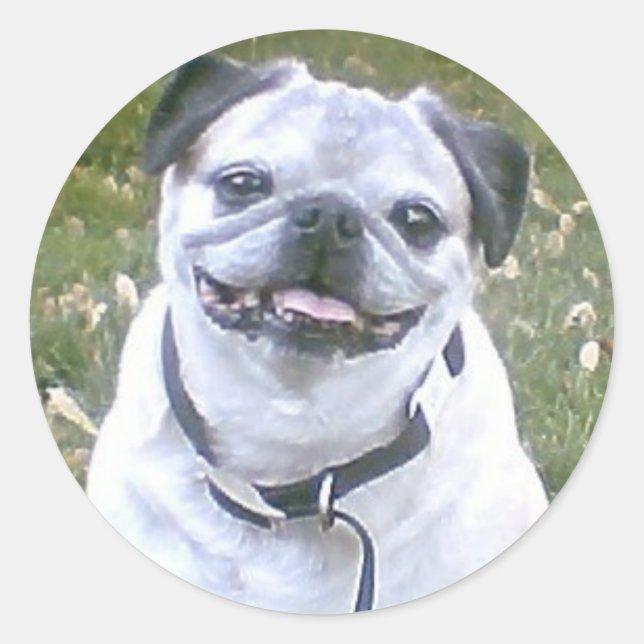 Rond Sticker Chien de Pug (Devant)